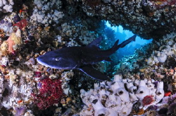 ~ Welcome to My Fortress ~
Spotted gully shark at home i... by Geo Cloete 